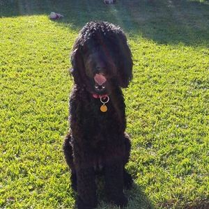 Meet your Posher, Maggie